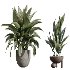 ntal indoor plants, crafted with exceptional realism and artistic balance. Each plant has been sculpted to capture its natural botanical character—from the bold, architectural leaves of the Ravenala Banana to the airy, branching elegance of Ficus Marginata, the rich waxy foliage of Rubber Ficus Elastica, and the clean vertical lines of Aspidistra Elatior. - Thumbnail 4