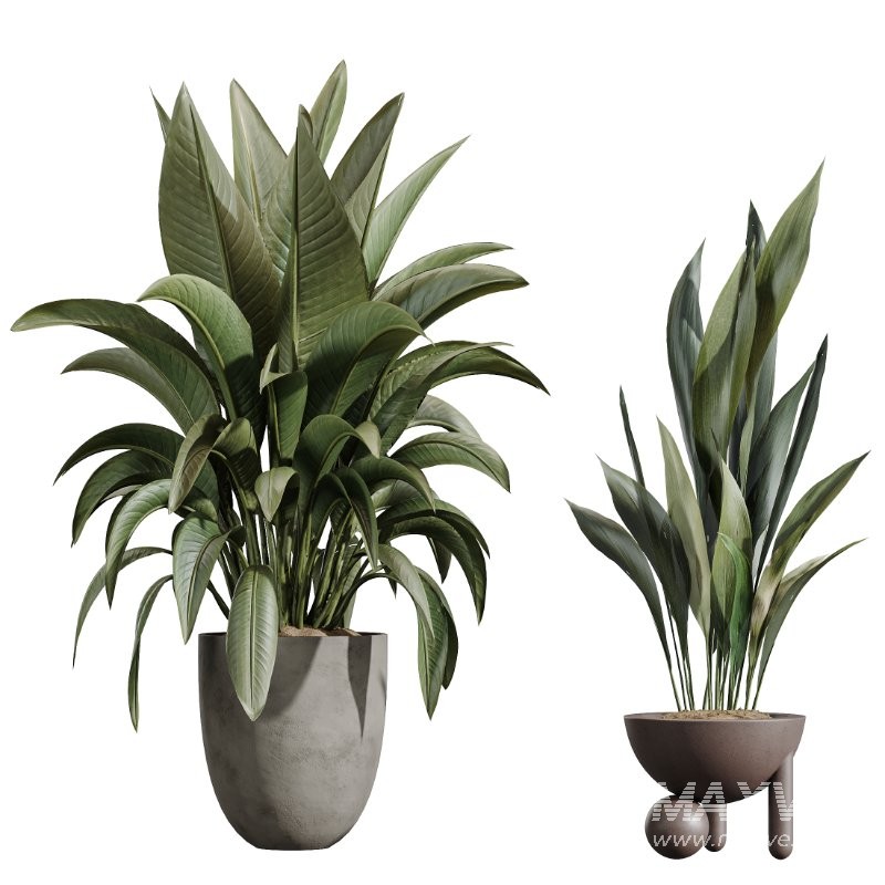 ntal indoor plants, crafted with exceptional realism and artistic balance. Each plant has been sculpted to capture its natural botanical character—from the bold, architectural leaves of the Ravenala Banana to the airy, branching elegance of Ficus Marginata, the rich waxy foliage of Rubber Ficus Elastica, and the clean vertical lines of Aspidistra Elatior. - Image 4