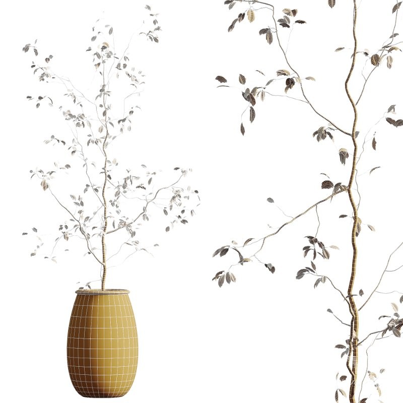 AV HousePlants set 419 Ficus Marginata and Japandi Minimalism and Banana Nicolai and Ficus lyrate - Image 8