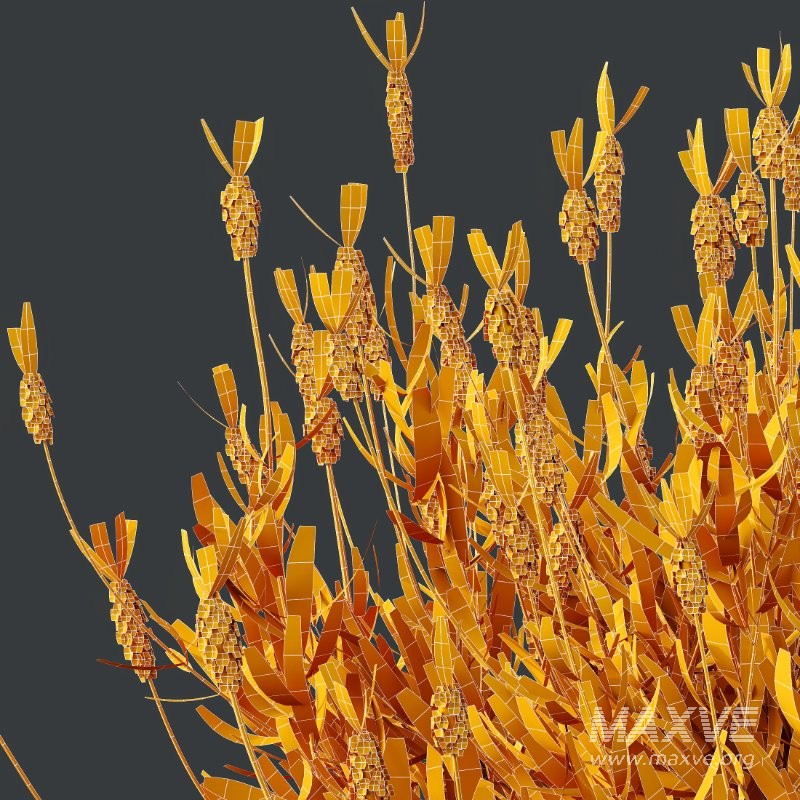 AV Flowering shrubs Lavandula Pedunculata and Ligustrum Ovalifolium Argenteum Aureum - Image 9