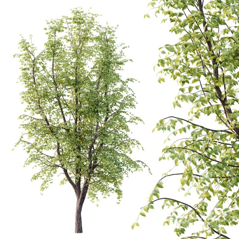 Diffrent Tilia platyphyllos Tree 002 - Image 2