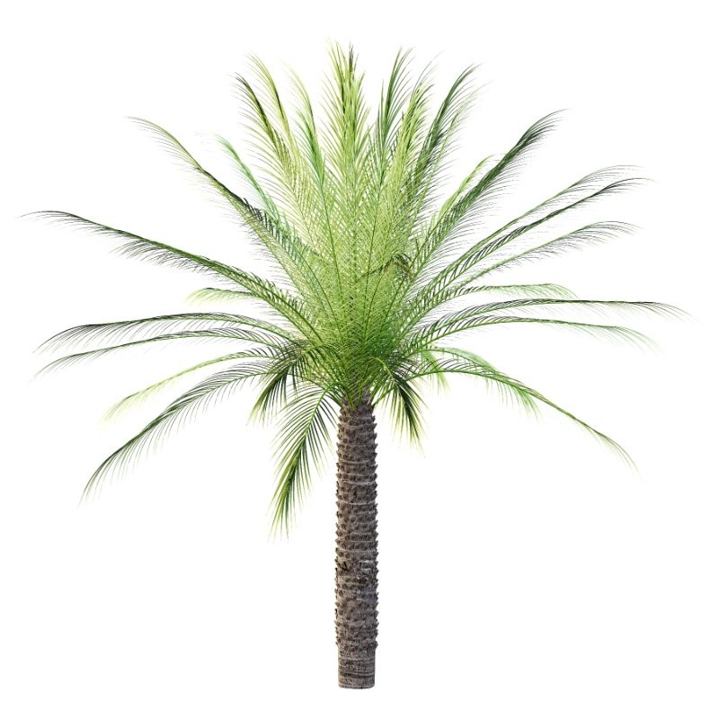 Phoenix roebelenii Palm Trees 07 - Image 6