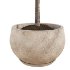 Curved Indoor Ficus Tree in Light Stone Pot - Thumbnail 3