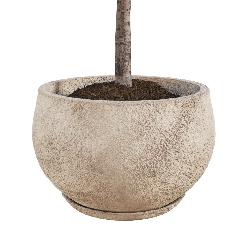Curved Indoor Ficus Tree in Light Stone Pot - Image 3