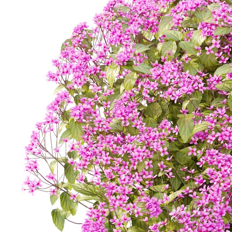 Diffrent Bush Spirea Japonica hydrangea arborescens 011 - Image 2