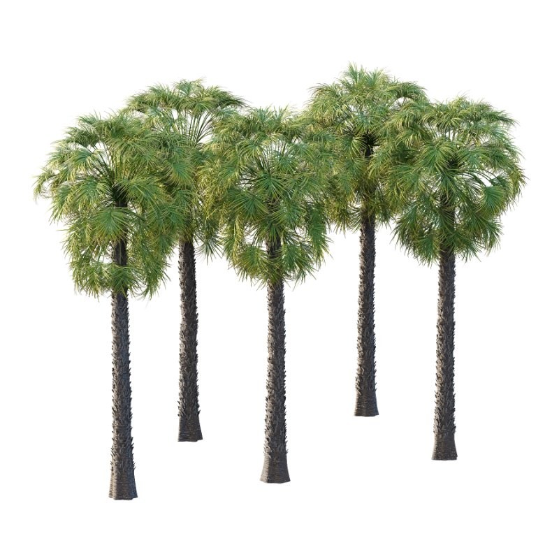 Washingtonia Robusta Palm Tree 02 - Image 1