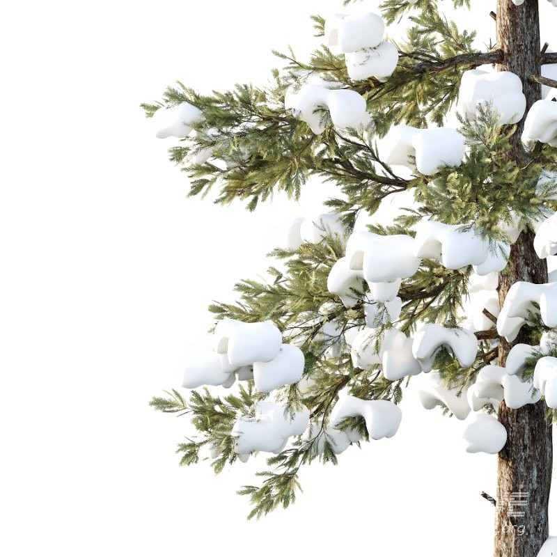 Douglas Fir Winter Tree 02 - Image 2