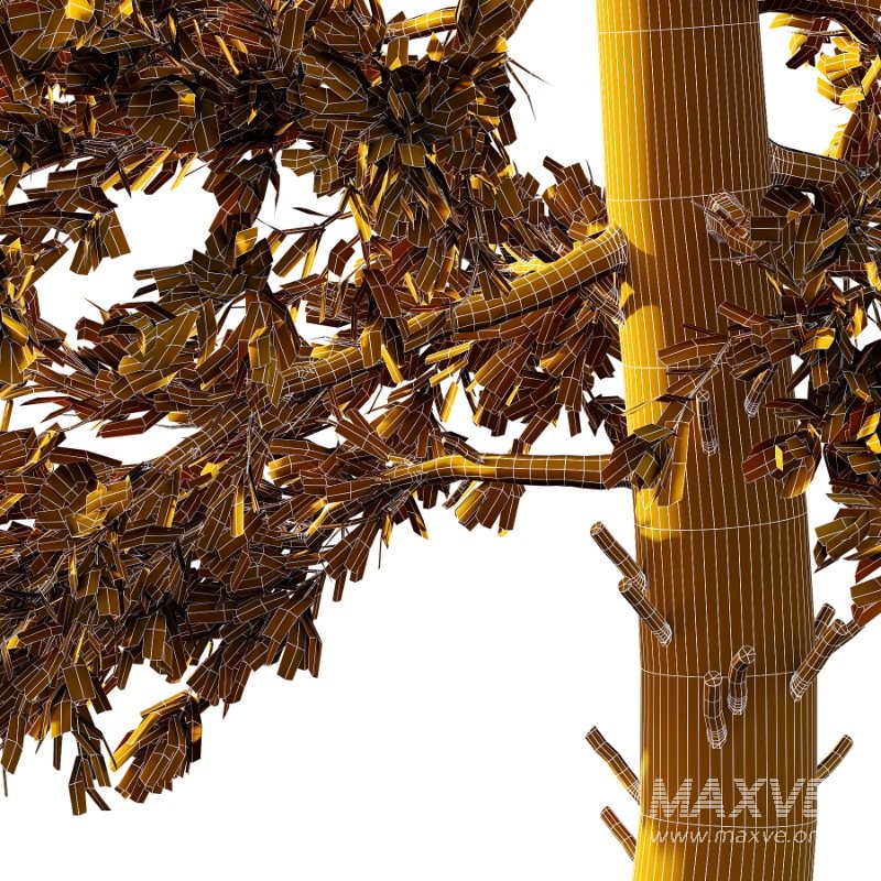 Douglas Fir Tree 01 - Image 5