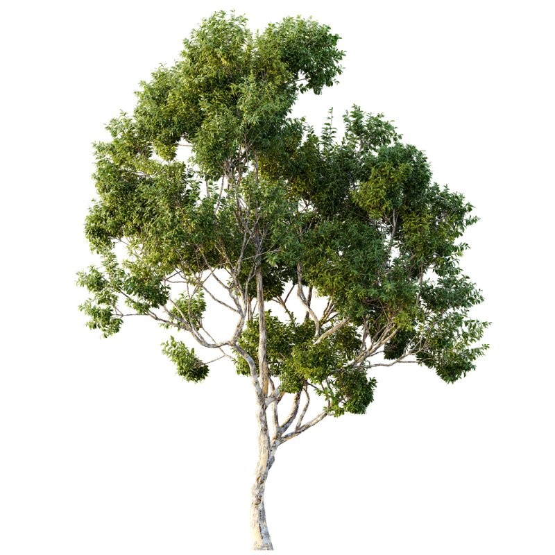 AV Sydney blue gum and European Beech 2 Trees - Image 3