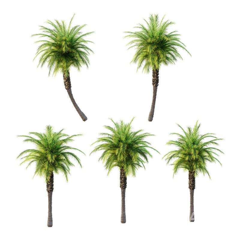 Phoenix roebelenii Palm Trees 02 - Image 2