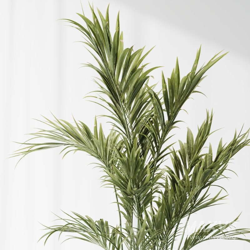 AV Indoor Plants Set 416 Olive tree and Areca Palm and Yucca Elephantipes and Ravenala Banana - Image 4