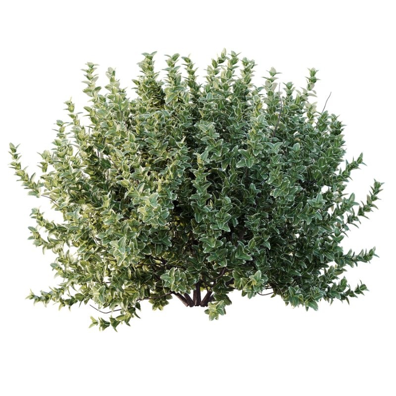 Diffrent Bush 01 Fruits Fortescue Euonymus - Image 2