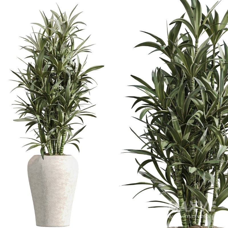 ntal tropical plants. Each model has been meticulously crafted to highlight the unique botanical identity of its species—from the lively fruit-bearing Calamondin Orange tree to the bold architectural leaves of Calathea Lutea, the delicate branching of Ficus Marginata, the lush vertical density of Areca Palm, and the dynamic linear foliage of Lemon Cane Dragon. - Image 2