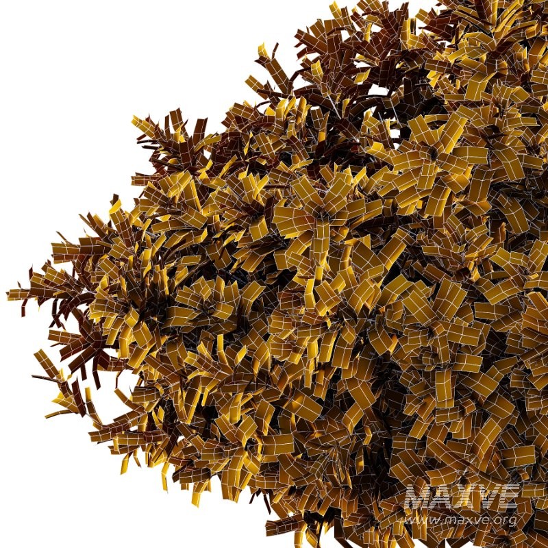 Spirea Japanese Bushes 01 - Image 5