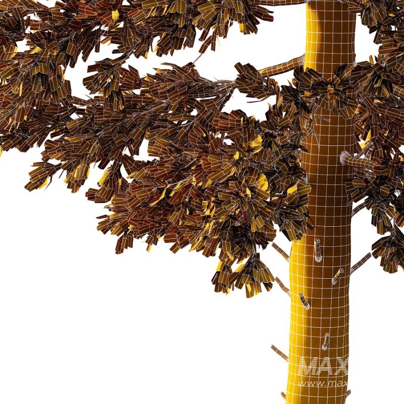 Douglas Fir Tree 02 - Image 5