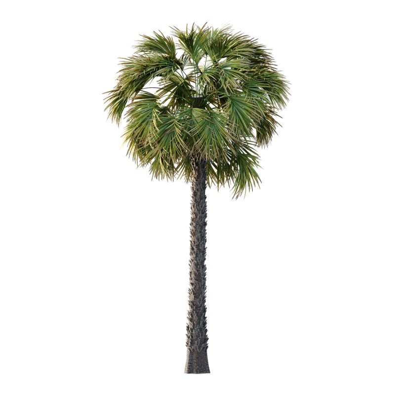 Washingtonia Robusta Palm Tree 01 - Image 3