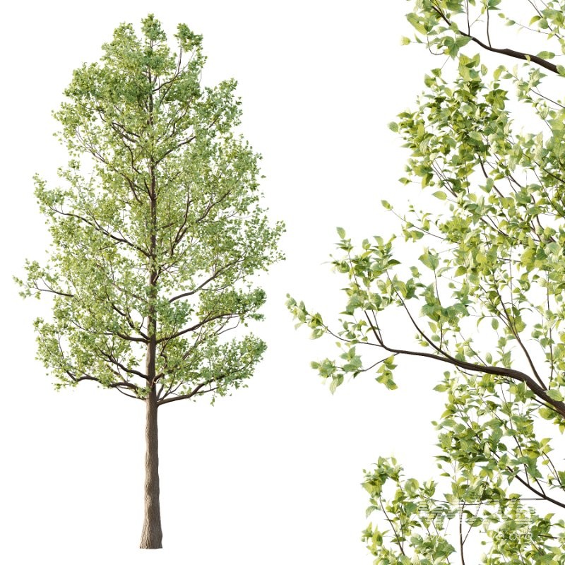 Diffrent Tilia platyphyllos Tree 001 - Image 3