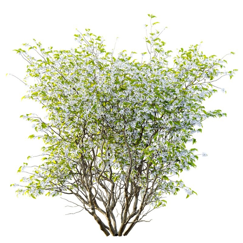 ntal accent plants. Each model is crafted with clean quad-based topology, natural proportions, and high-resolution 4K textures that bring clarity and authenticity to both close-up details and wide landscape shots. - Image 10