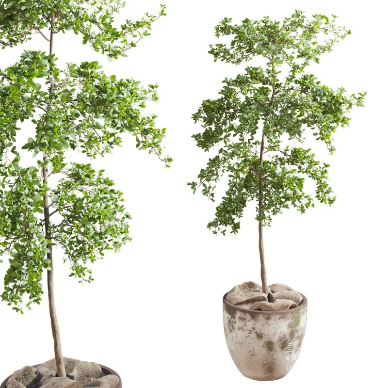 Bucida Buceras In Vintage Pot - Image 4