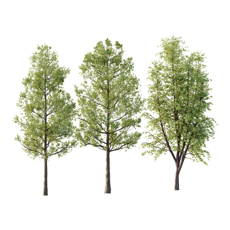 Diffrent Tilia platyphyllos Tree 001 - Image 1