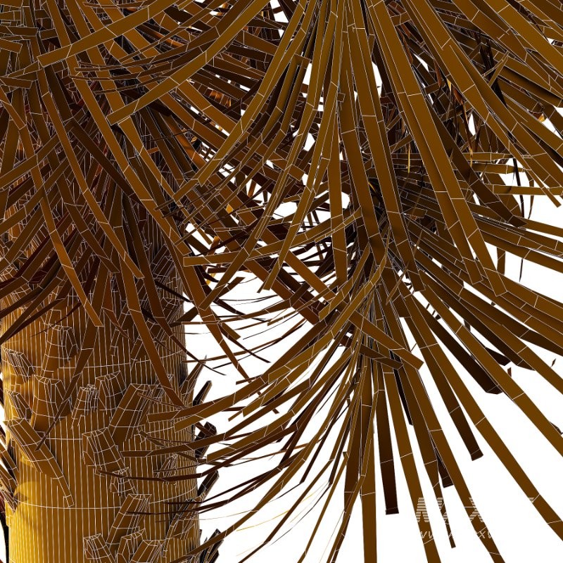 Washingtonia Robusta Palm Tree 02 - Image 3