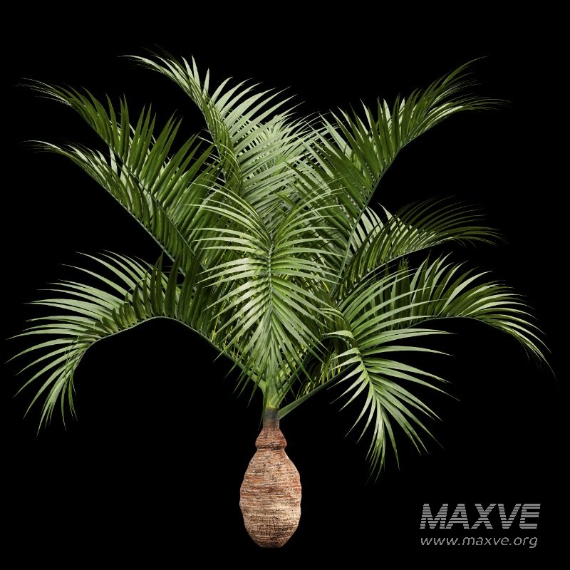 AV Sabal Palmetto Cabbage Palm and Bottle palm tree hyophorbe lagenicaulis - Image 4