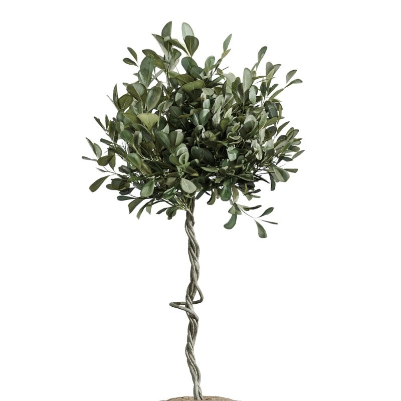 AV Indoor Plants Set 417 Olive Tree and Ficus microcarpa and Zamioculcas Zamiifolia and Ficus Marginata - Image 5