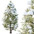 Eastern Red Cedar Winter Tree 02 - Thumbnail 3