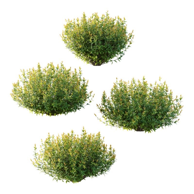 Spirea Japanese Bushes 05 - Image 1