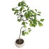 Curved Indoor Ficus Tree in Light Stone Pot - Thumbnail 5