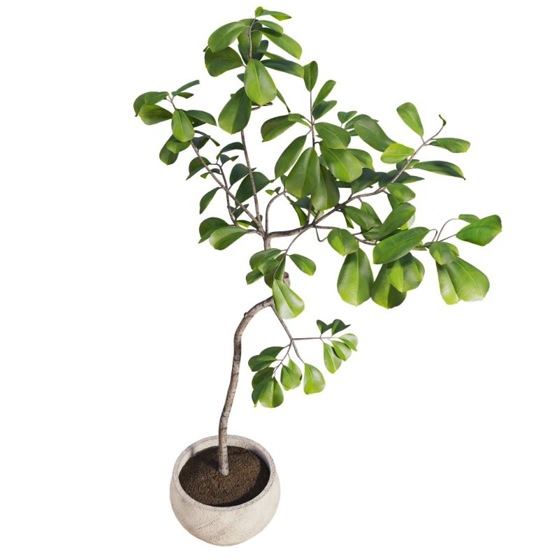 Curved Indoor Ficus Tree in Light Stone Pot - Image 5