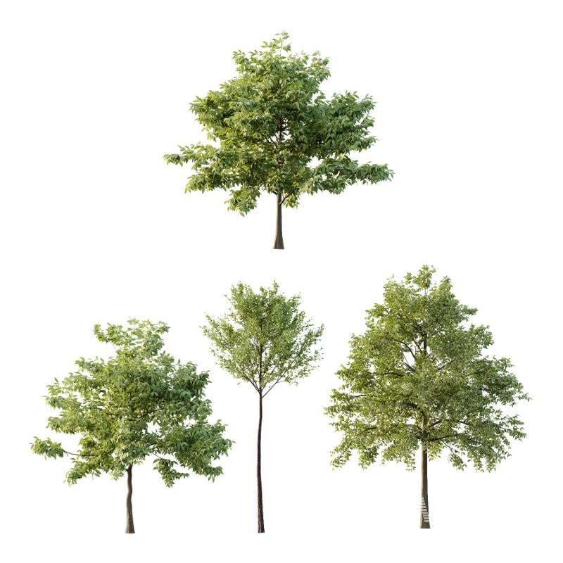 Diffrent Tree Tilia platyphyllos Celtis australis 03 - Image 1