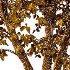 Diffrent Tilia platyphyllos Tree 002 - Thumbnail 5