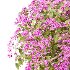 Diffrent Bush Spirea Japonica hydrangea arborescens - Thumbnail 3