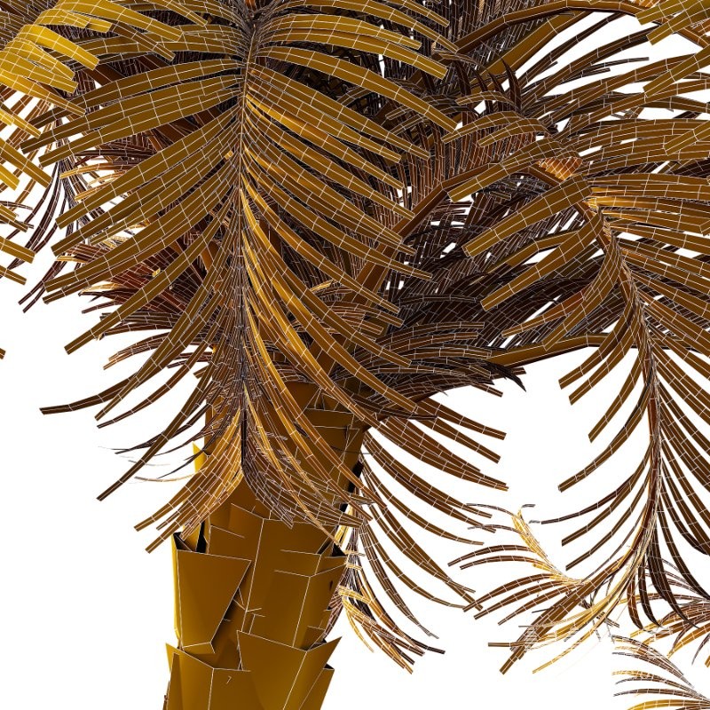 Curly Palm Tree 03 - Image 5