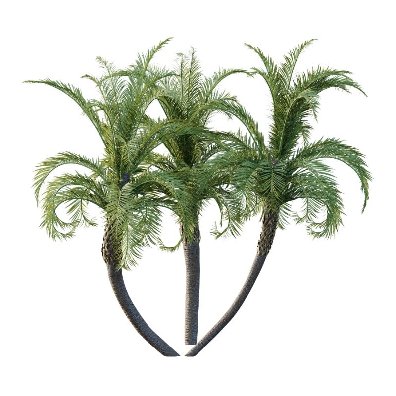 Curly Palm Tree 03 - Image 1