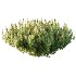 Diffrent Bush 03 Frutices Fortescue Euonymus Pinus Mugo plant - Thumbnail 2