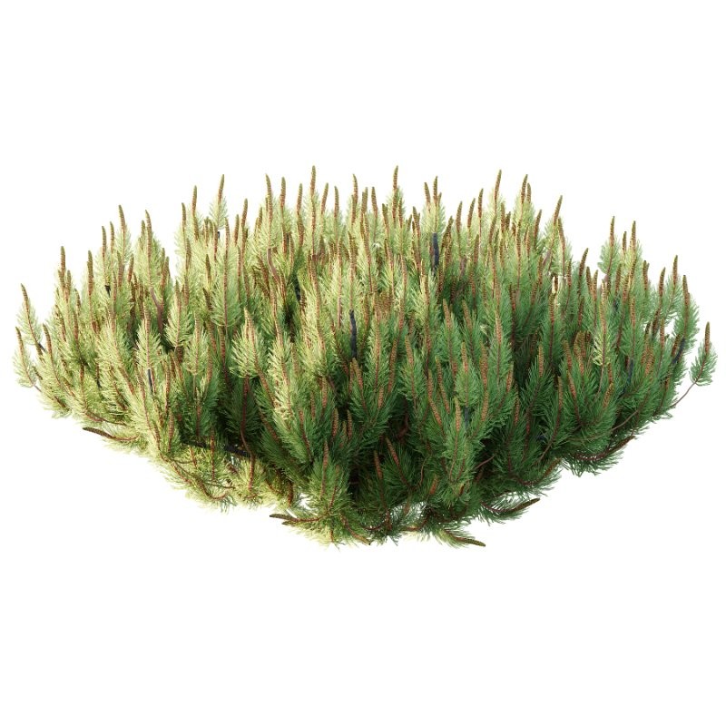 Diffrent Bush 03 Frutices Fortescue Euonymus Pinus Mugo plant - Image 2