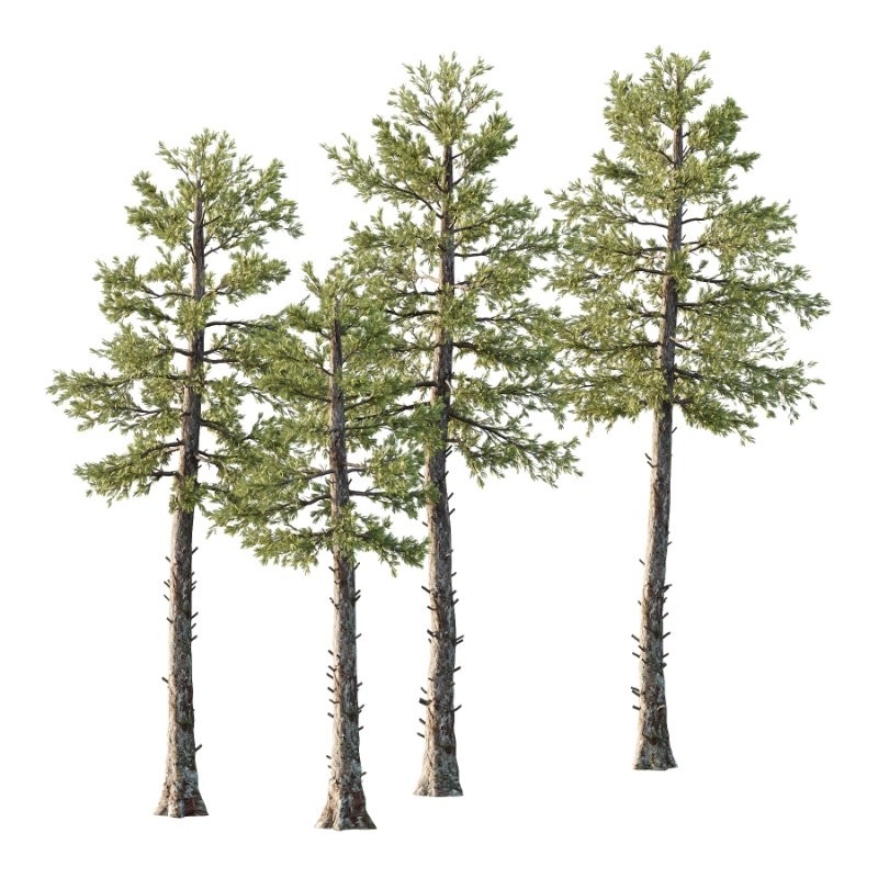 Douglas Fir Tree 01 - Image 1