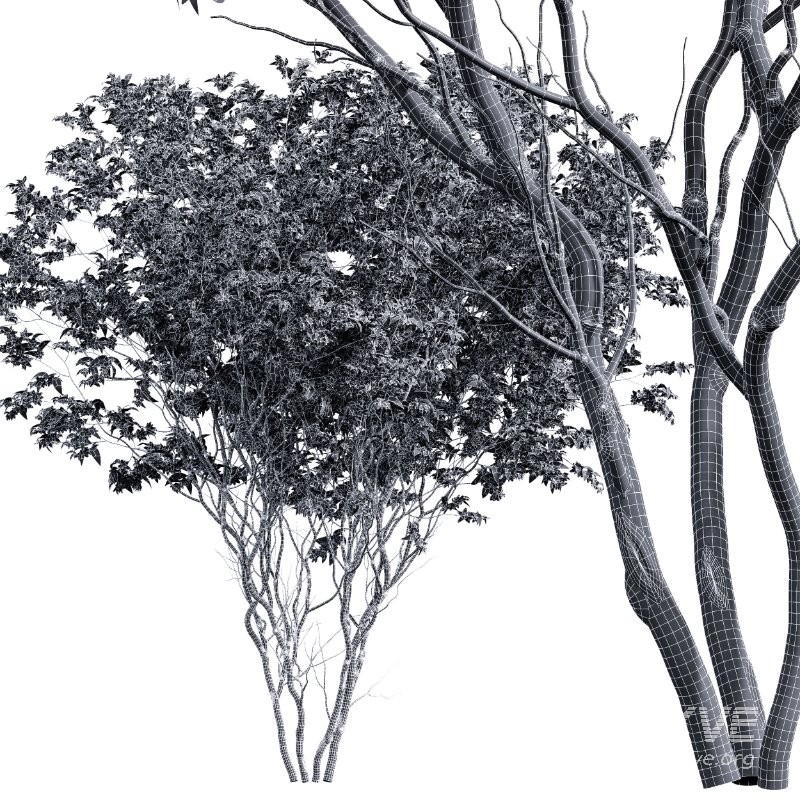 ntal quality that enhances any architectural setting. Together, these trees provide a beautiful balance of form, density, and seasonal character. - Image 7