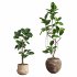 Ficus Elastica Plant Clay Stone Pot - Thumbnail 1