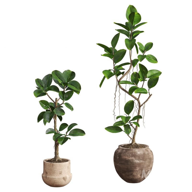 Ficus Elastica Plant Clay Stone Pot - Image 1