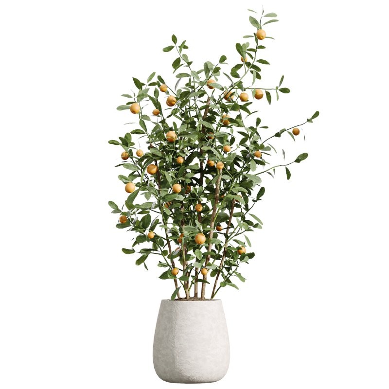 AV Indoor Plants Set 426 Ficus Fig Warneckii Sansevieria Orange - Image 3