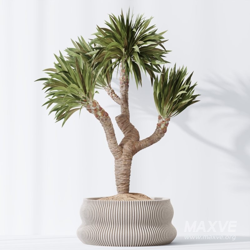 AV Indoor Plants Set 416 Olive tree and Areca Palm and Yucca Elephantipes and Ravenala Banana - Image 5