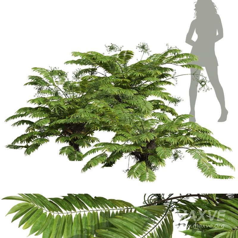 AV Angiopteris Fokiensis Fern Forest and Rhapis Excelsa - Image 10