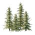 Alaska Cedar Tree 02 - Thumbnail 3