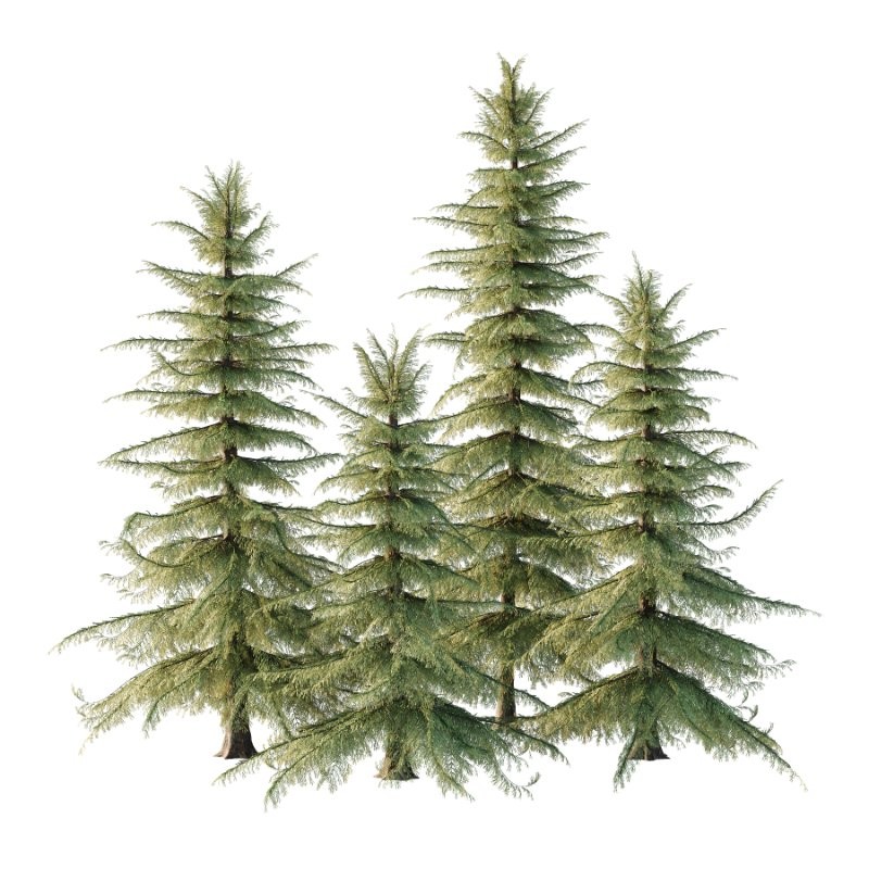 Alaska Cedar Tree 02 - Image 3