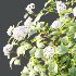 Diffrent Bush Spirea Japonica hydrangea arborescens 011 - Thumbnail 3