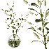 Flowering branch in a vase 02 - Thumbnail 1