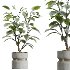 AV HousePlants set 419 Ficus Marginata and Japandi Minimalism and Banana Nicolai and Ficus lyrate - Thumbnail 3